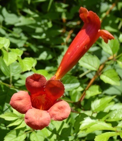 Ruby Red Trumpet Creeper, Campsis radicans 'Ruby Red', Bignonia radicans, Tecoma radicans